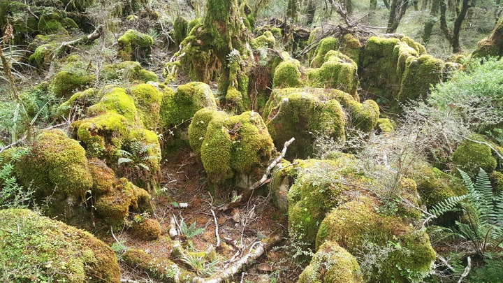 Enchanted forest on the Heaphy track